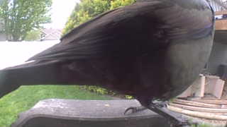 common grackle