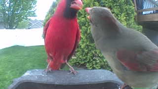northern cardinal
