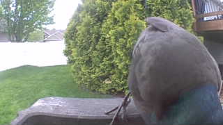 rock pigeon