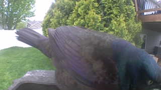common grackle