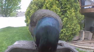 common grackle