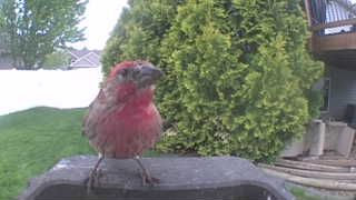 house finch