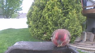 american robin