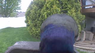 mallard