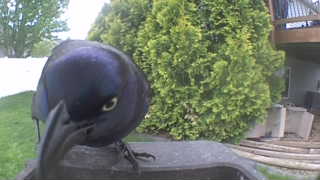 common grackle