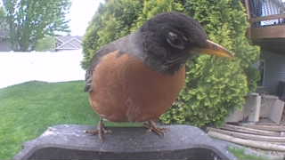 american robin