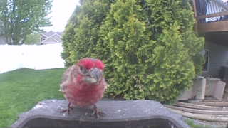 purple finch