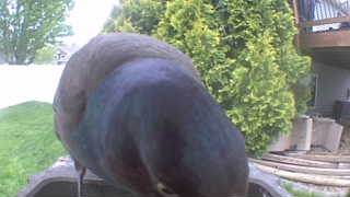 common grackle