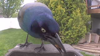 common grackle