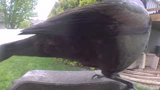 american crow