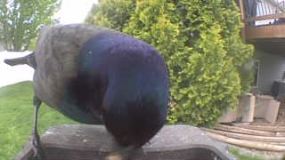 mallard