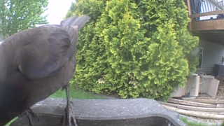common grackle