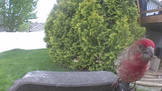 purple finch