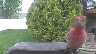 galah
