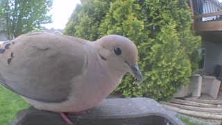 mourning dove