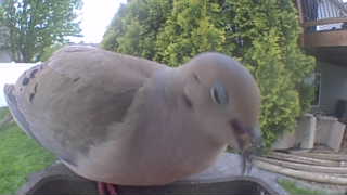 mourning dove