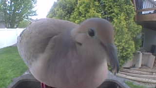 mourning dove