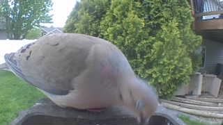 mourning dove