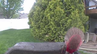 house finch
