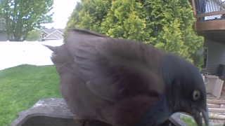 common grackle