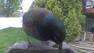 common grackle
