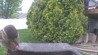 house sparrow
