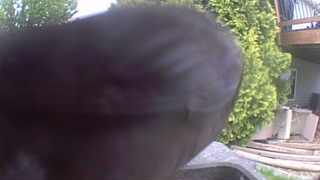 american crow