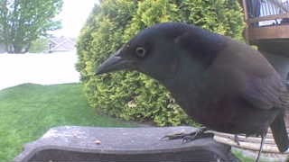 common grackle