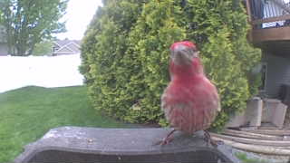 purple finch