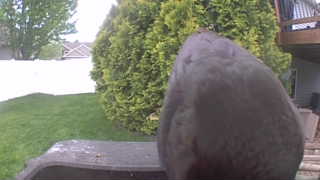 rock pigeon