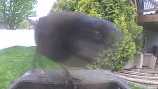 common grackle