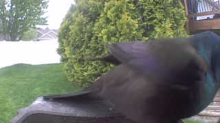 common grackle