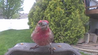 purple finch