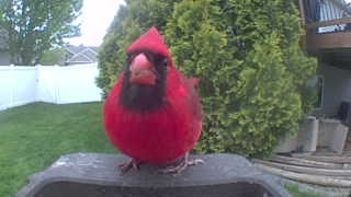 northern cardinal