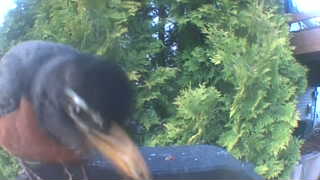american robin