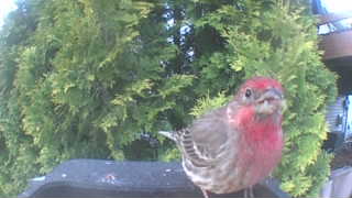 house finch