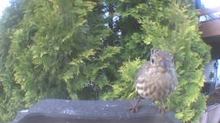 house finch