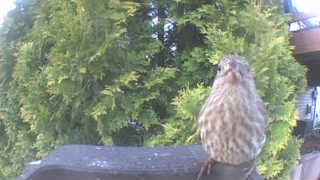 house finch