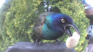 common grackle