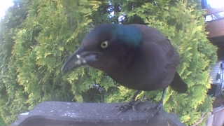 common grackle