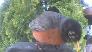 american robin