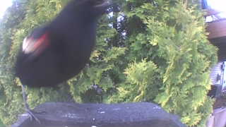 red-winged blackbird
