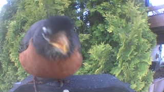 american robin