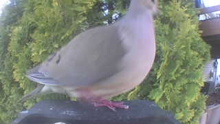 mourning dove