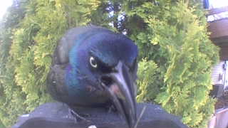 common grackle