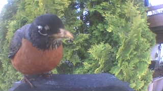 american robin