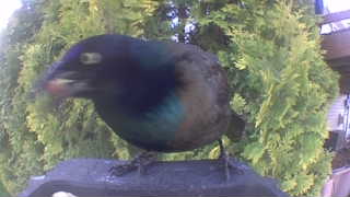 common grackle