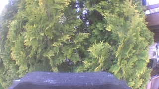 Unidentified clip