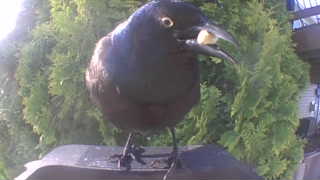 common grackle