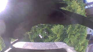 american crow